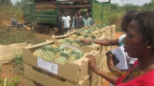 importation fruits exotiques ananas - La Ferme de la Métairie